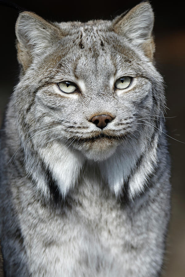 Animal Photograph - Lynx Portrait by Roderick Bley