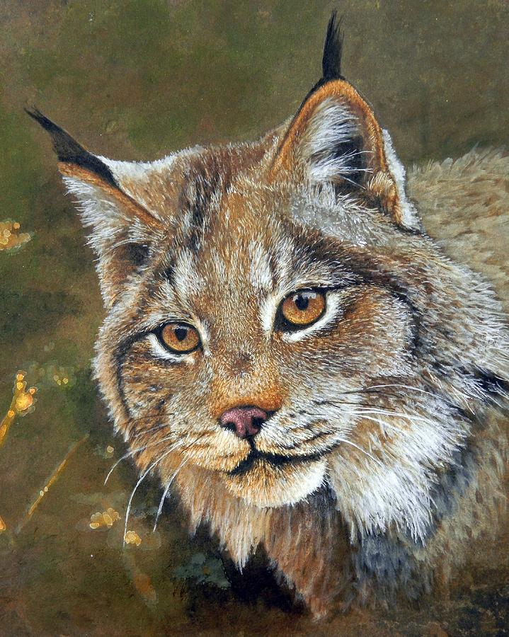 Lynx Portrait Painting By Stan White Fine Art America