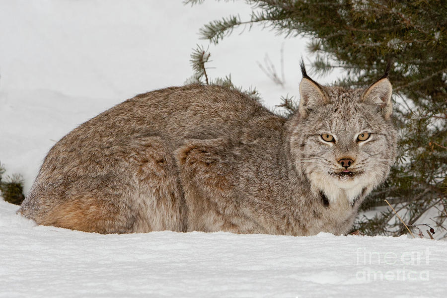 Lynx resting in Snow Photograph by Jerry Fornarotto