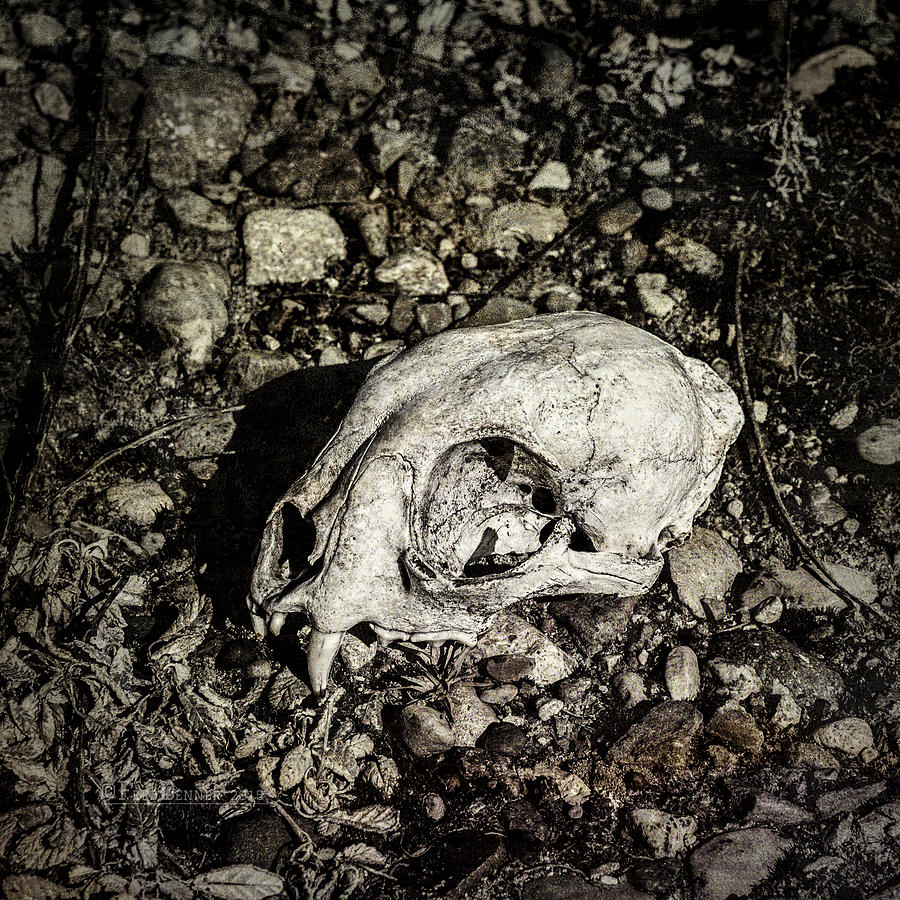 Lynx Skull Photograph by Fred Denner