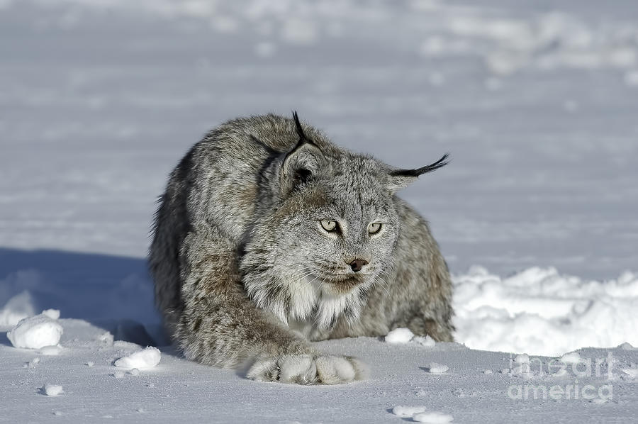 Nature Photograph - Lynx - Snowshoes by Wildlife Fine Art
