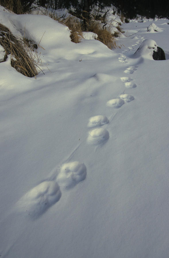 Lynx Tracks In Snow Photograph by Michael S. Quinton