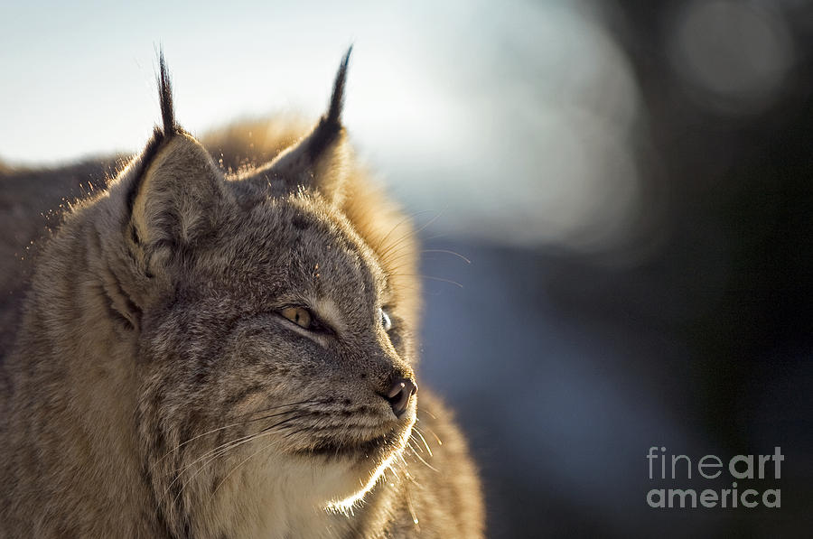 Nature Photograph - Lynx by Wildlife Fine Art