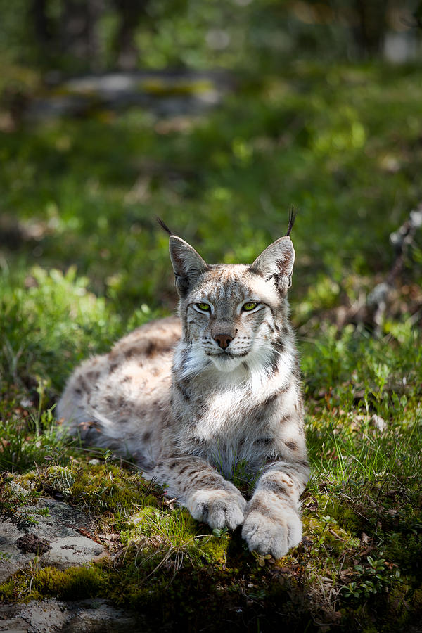 Lynx Photograph by Yngve Alexandersson
