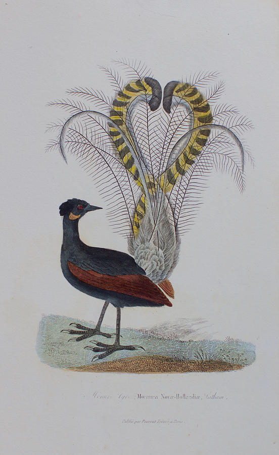 Lyrebird 1834 Drawing by Buffon Fine Art America