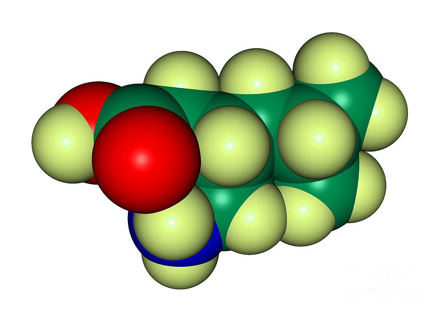 Lyrica Pregabalin Molecular Model Photograph by Scimat