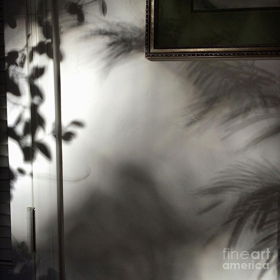Photograph Photograph - Lysiloma Shadows by Kim Nelson Photograph Photograph - Lysiloma Shadows by Kim Nelson
