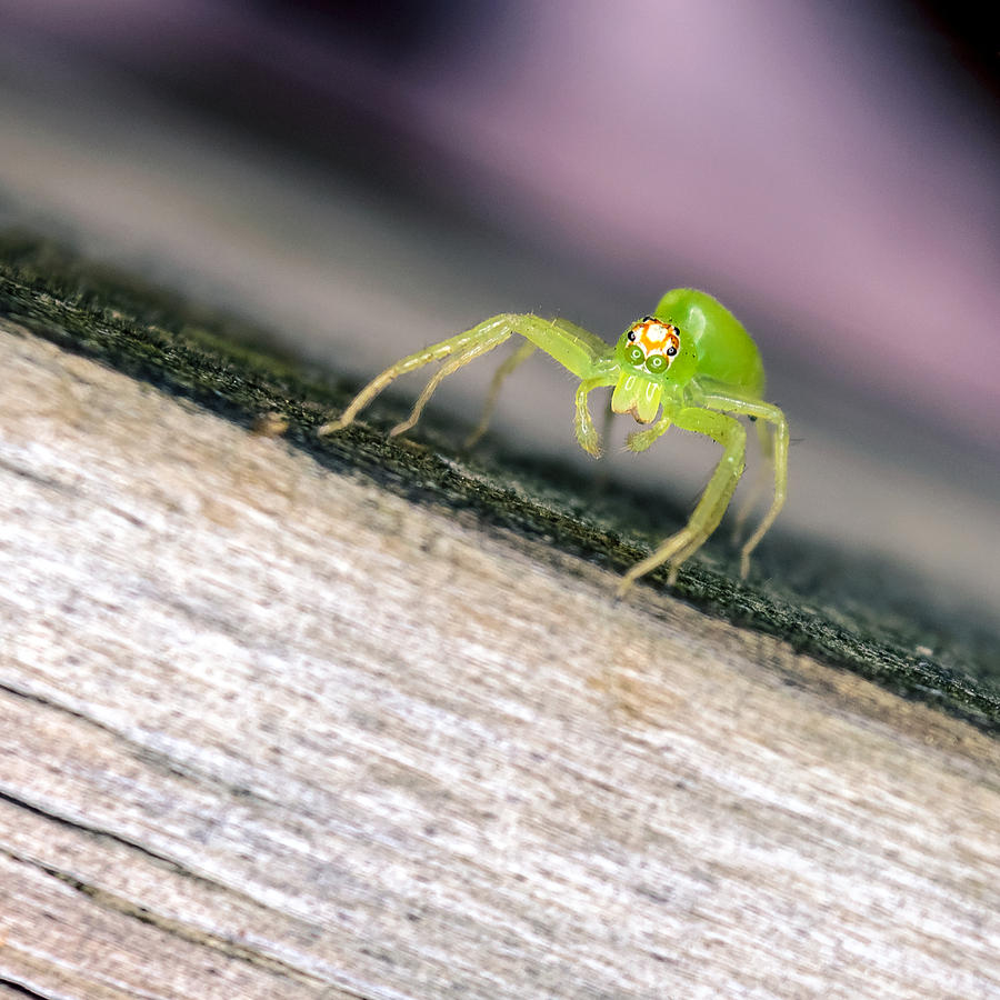 Lyssomanes viridis Photograph by Rob Sellers