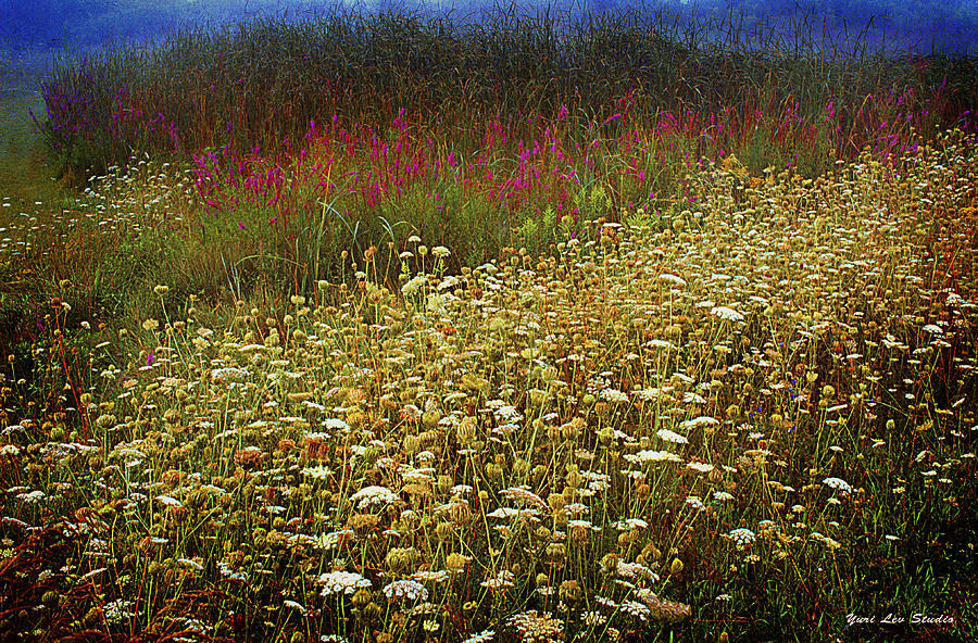 Lythrum and Queen Annes Lace Photograph by Yuri Lev