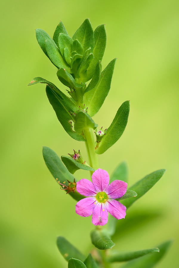 Flowers Still Life Photograph - Lythrum Junceum by Yuri Peress