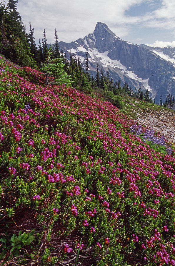 M-04263 Wildflowers and Luna Peak Photograph by Ed Cooper Photography
