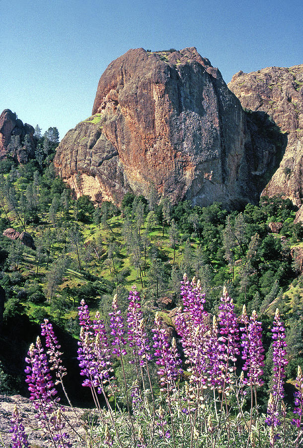 M-B6401 Lupine at Resurrection Wall Photograph by Ed Cooper Photography
