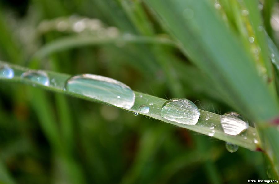 M Grass Photograph by Aldair Sanchez - Fine Art America