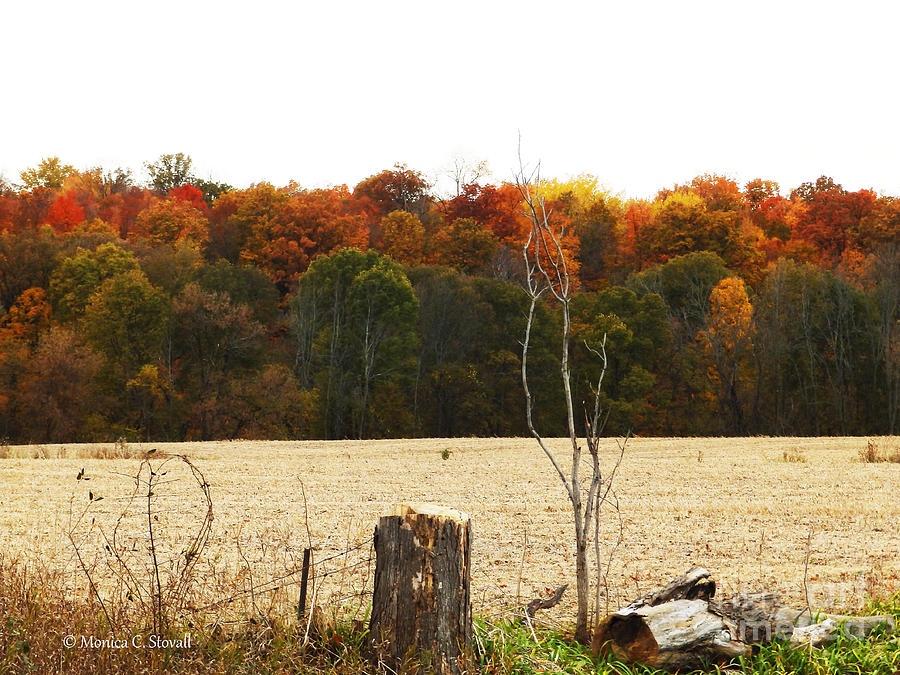 M Landscapes Fall Collection No. LF66 Photograph by Monica C Stovall