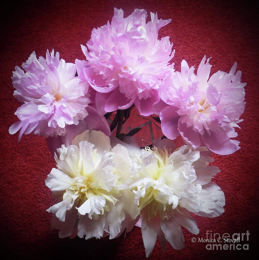 M Shades of Pink Flowers Collection No. P73 Photograph by Monica C Stovall