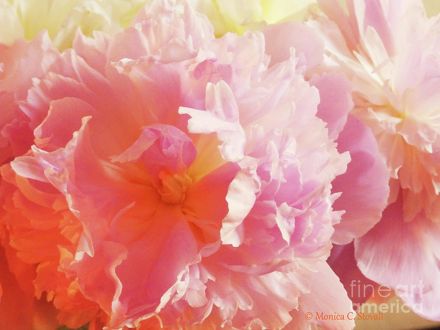 M Shades of Pink Flowers Collection No. P74 Photograph by Monica C Stovall