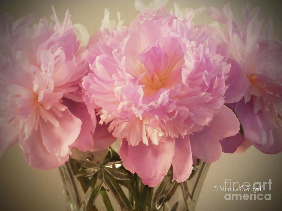 M Shades of Pink Flowers Collection No. P75 Photograph by Monica C Stovall