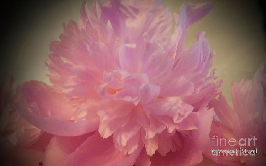 M Shades of Pink Flowers Collection No. P78 Photograph by Monica C Stovall