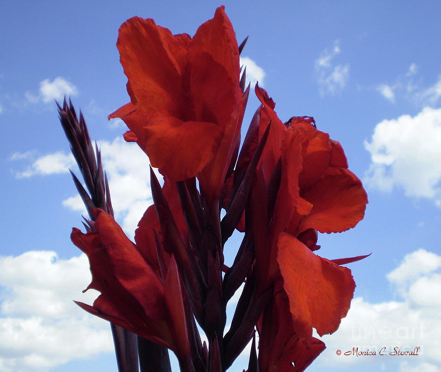 M Shades of Red Flowers Collection No. R16 Photograph by Monica C Stovall
