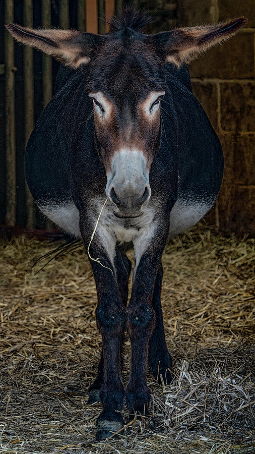 Donkey Photograph - M U L E  by Chris Lord