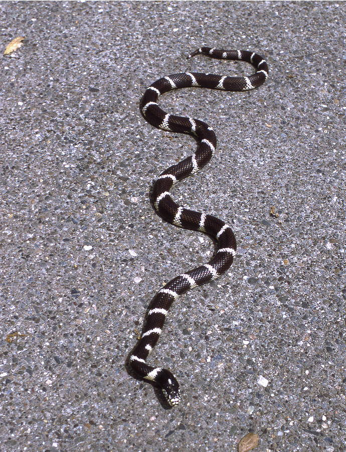 MA-1808 King Snake on our Mountain Photograph by Ed Cooper Photography