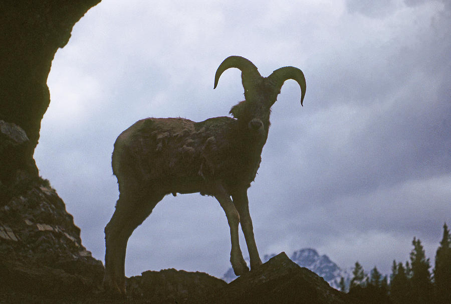 MA-294 Silhouette of Bighorn Sheep Photograph by Ed  Cooper Photography