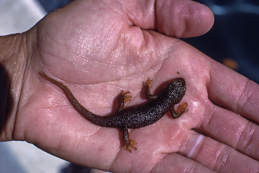 MA-774 Salamander on Sonoma Mountain Photograph by Ed Cooper Photography