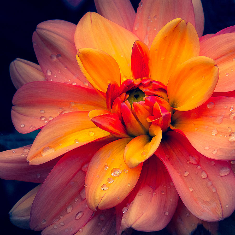Flowers Still Life Photograph - Maarn Dahlia and Drops by Julie Palencia
