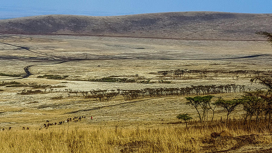 Maasai Warrior Herding Cattle Photograph by Marilyn Burton