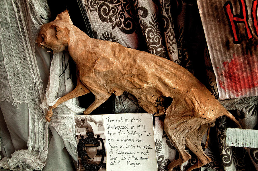 Macabre Mummified Cat - Halloween Photograph by Mitch Spence