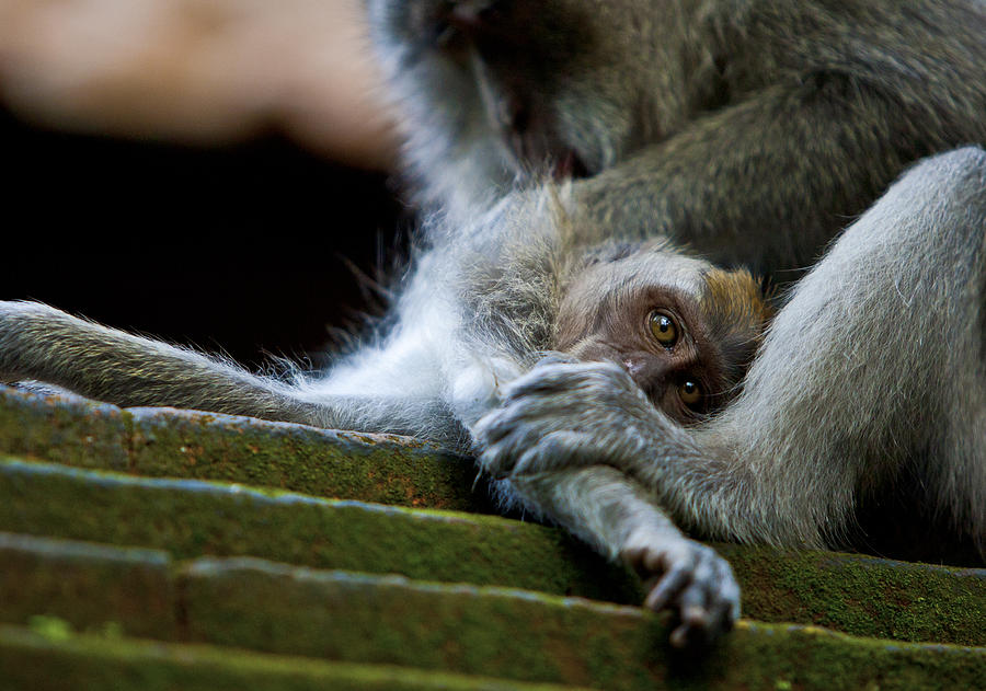 Monkey Photograph - Macaque 01 by Jamie Cain