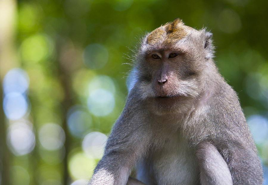 Monkey Photograph - Macaque 02 by Jamie Cain