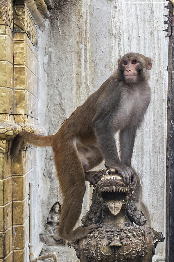 Macaque Photograph by Joe Kopp