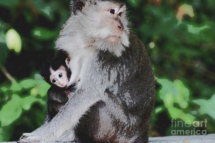 Macaque Madonna Photograph by Cassandra Buckley
