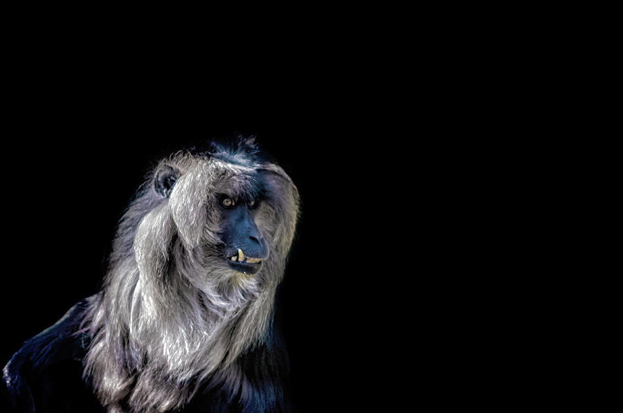 Macaque Photograph