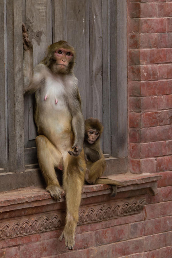 Macaque Momma Photograph by Joe Kopp
