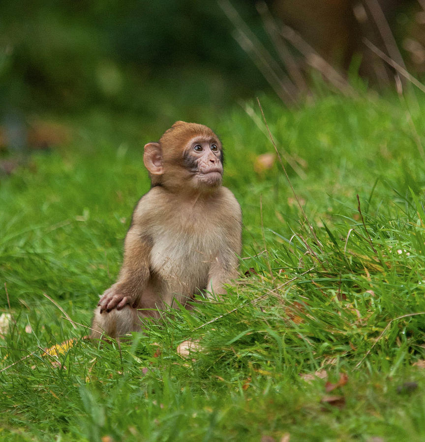 Macaque Monkey Looking Up Photograph by Natasha Balletta - Fine Art America