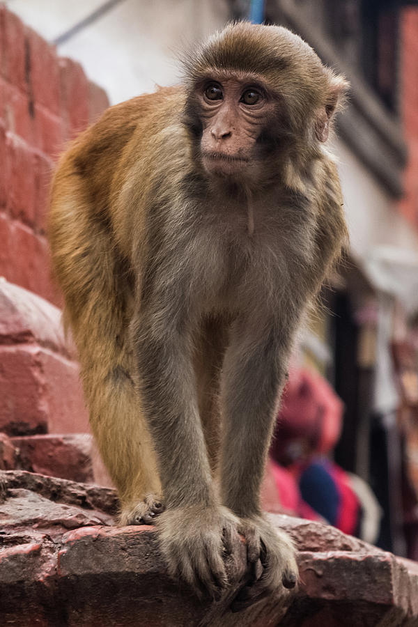 Macaque Monkey Too Photograph by Joe Kopp