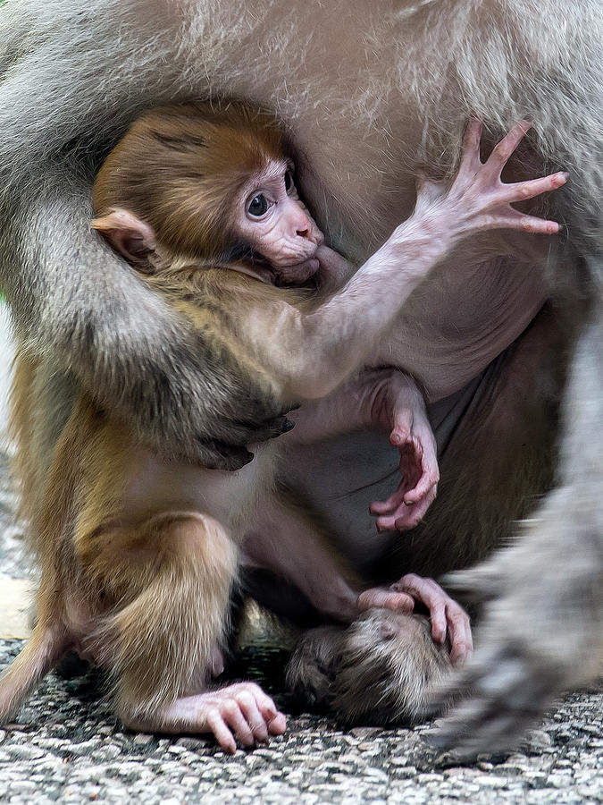 Macaque Mother and Suckling Child Photograph by Rick Shea
