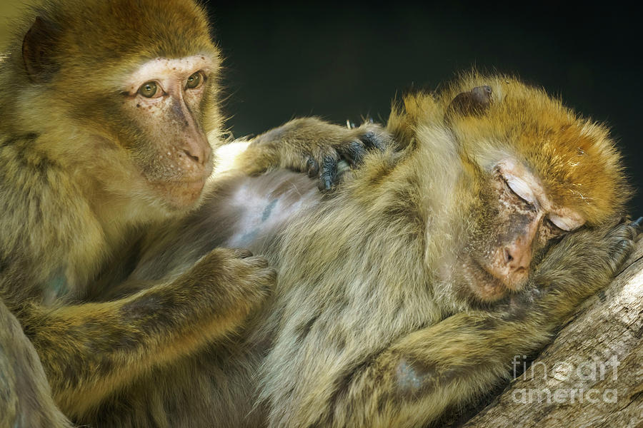 Macaques Jerez De La Frontera Spain Photograph