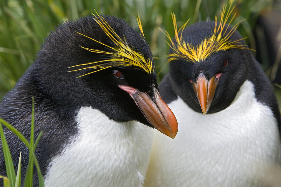 Macaroni Penguin Eudyptes Chrysolophus Photograph by Suzi Eszterhas
