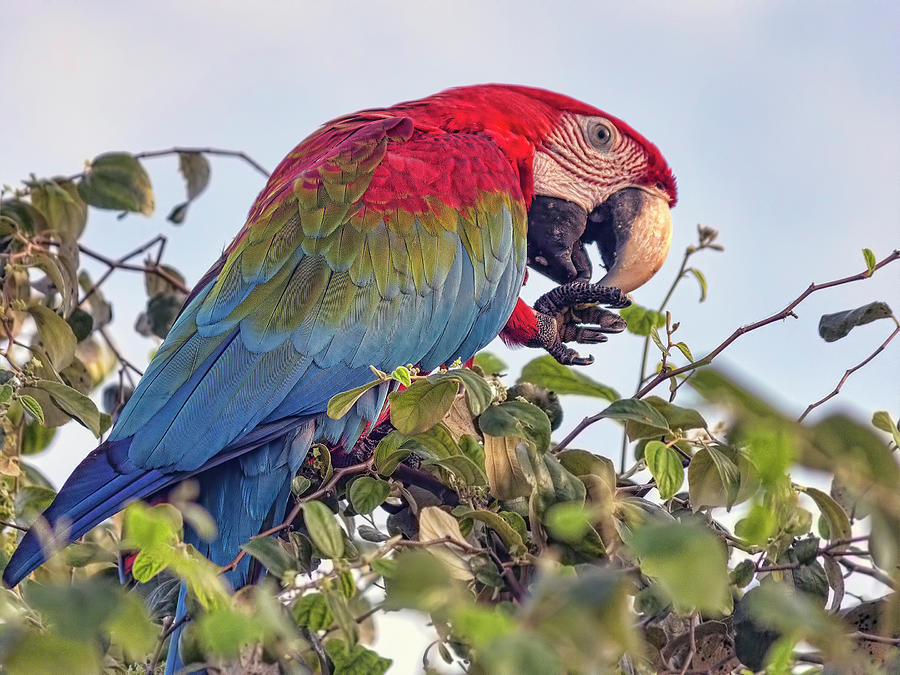 Macaw 2 Photograph by Nadia Sanowar