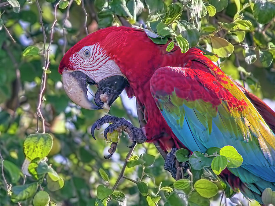 Macaw 3 Photograph by Nadia Sanowar