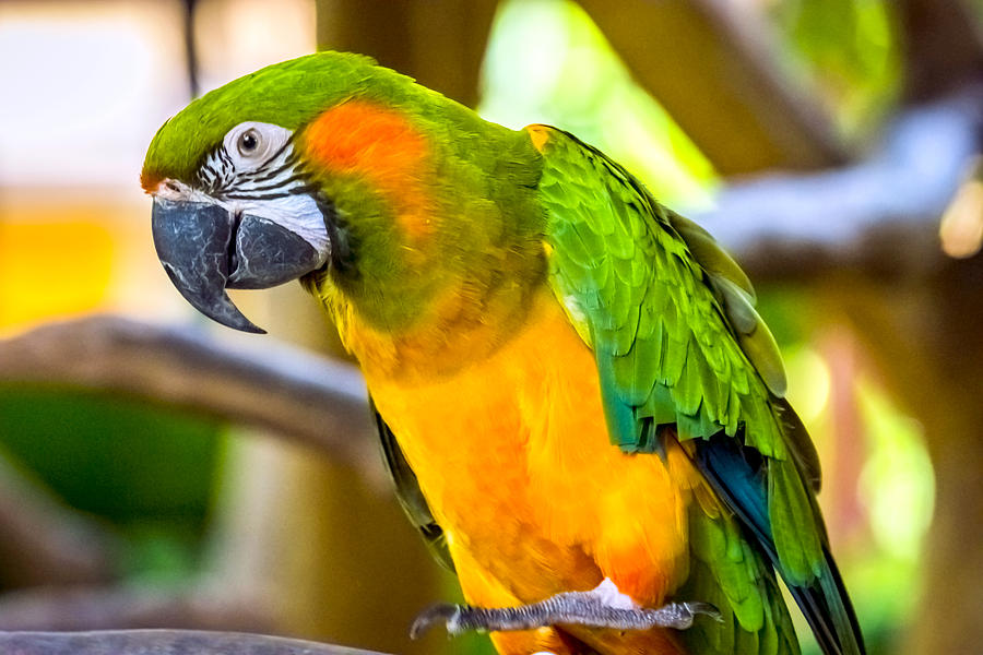 Macaw 9 Photograph