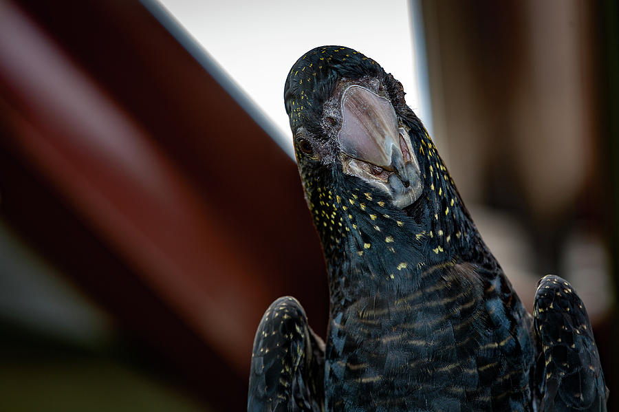 Parrot Photograph - Macaw by Al Poullis