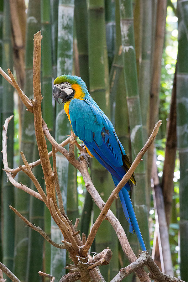 Macaw Photograph by Allan Morrison