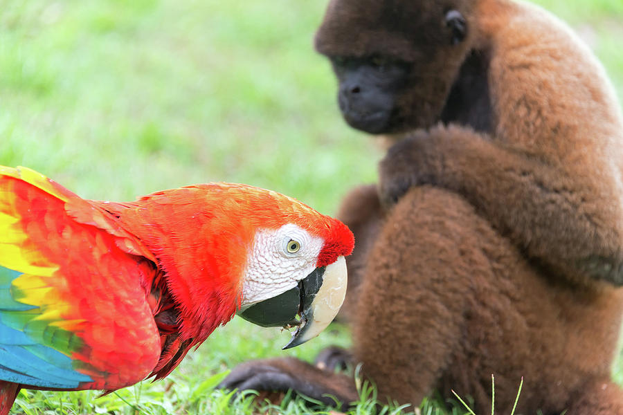 Macaw and Monkey Photograph by Jess Kraft