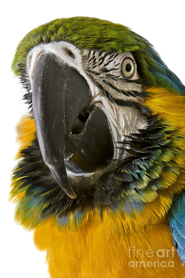 Macaw Bird Photograph by Gunnar Orn Arnason