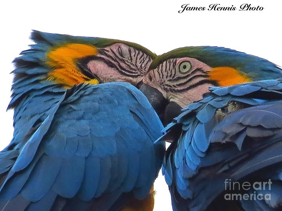 Macaw Couple Photograph by Metaphor Photo
