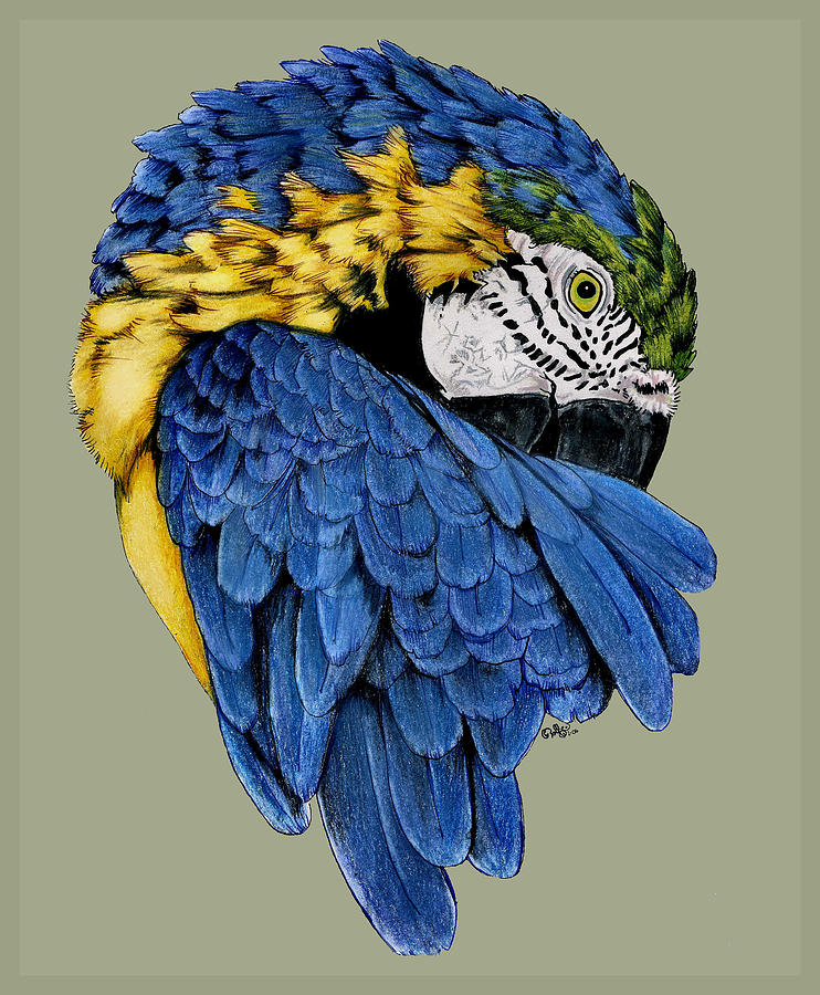 Parrot Drawing - Macaw by Crystal Rolfe